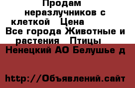 Продам 2 неразлучников с клеткой › Цена ­ 2 500 - Все города Животные и растения » Птицы   . Ненецкий АО,Белушье д.